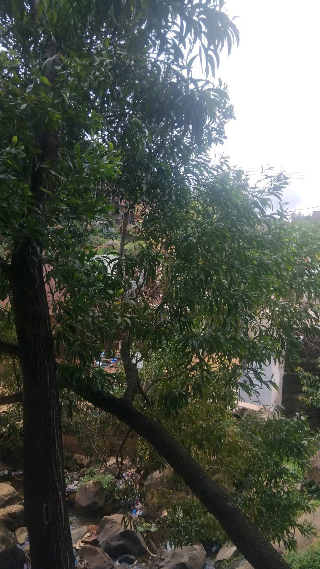 tree