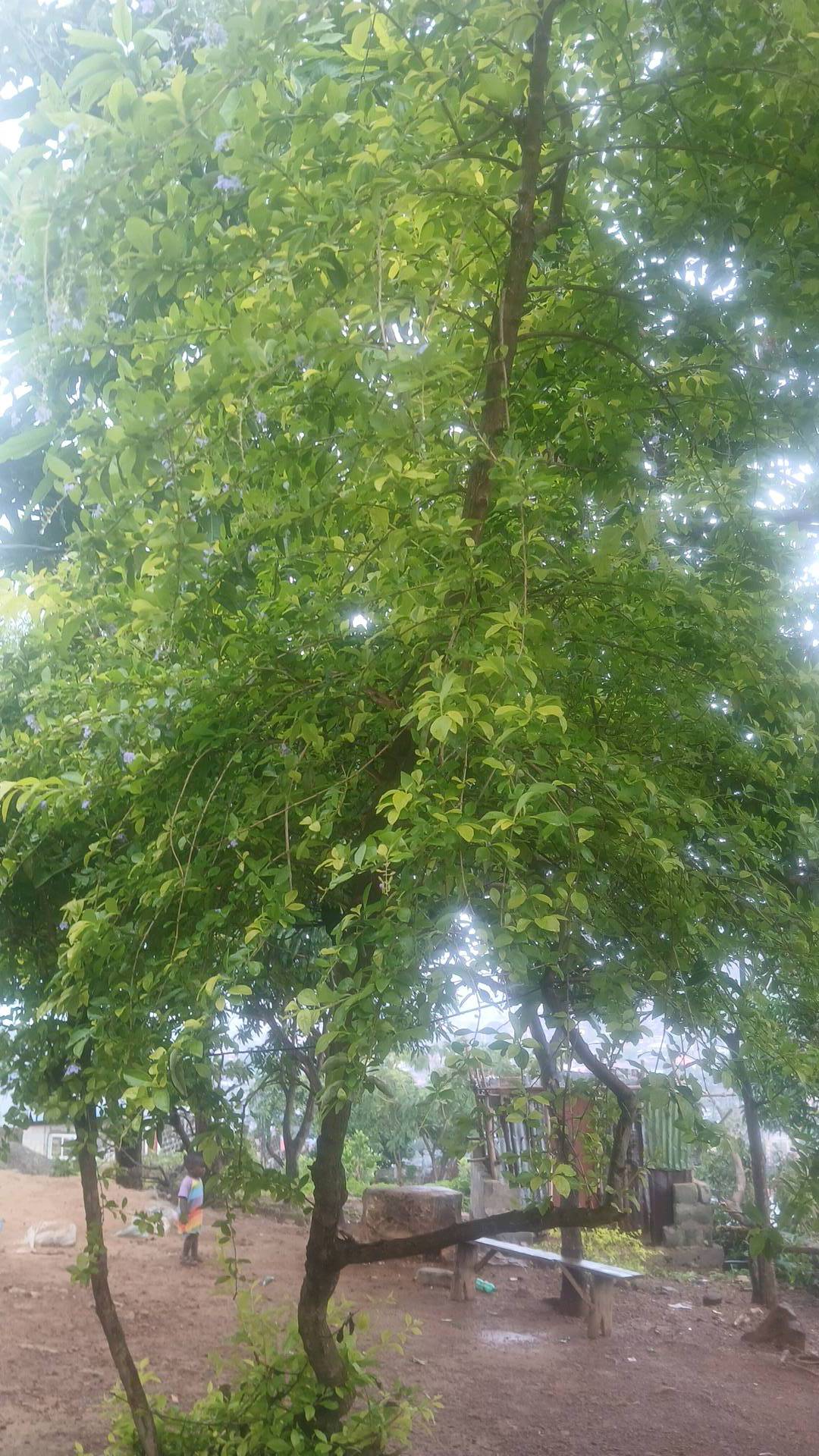 tree