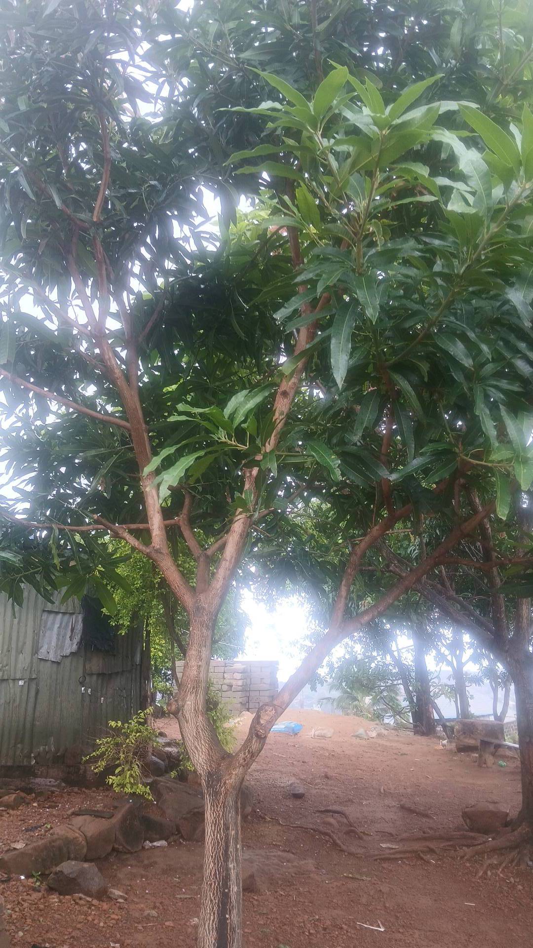 tree