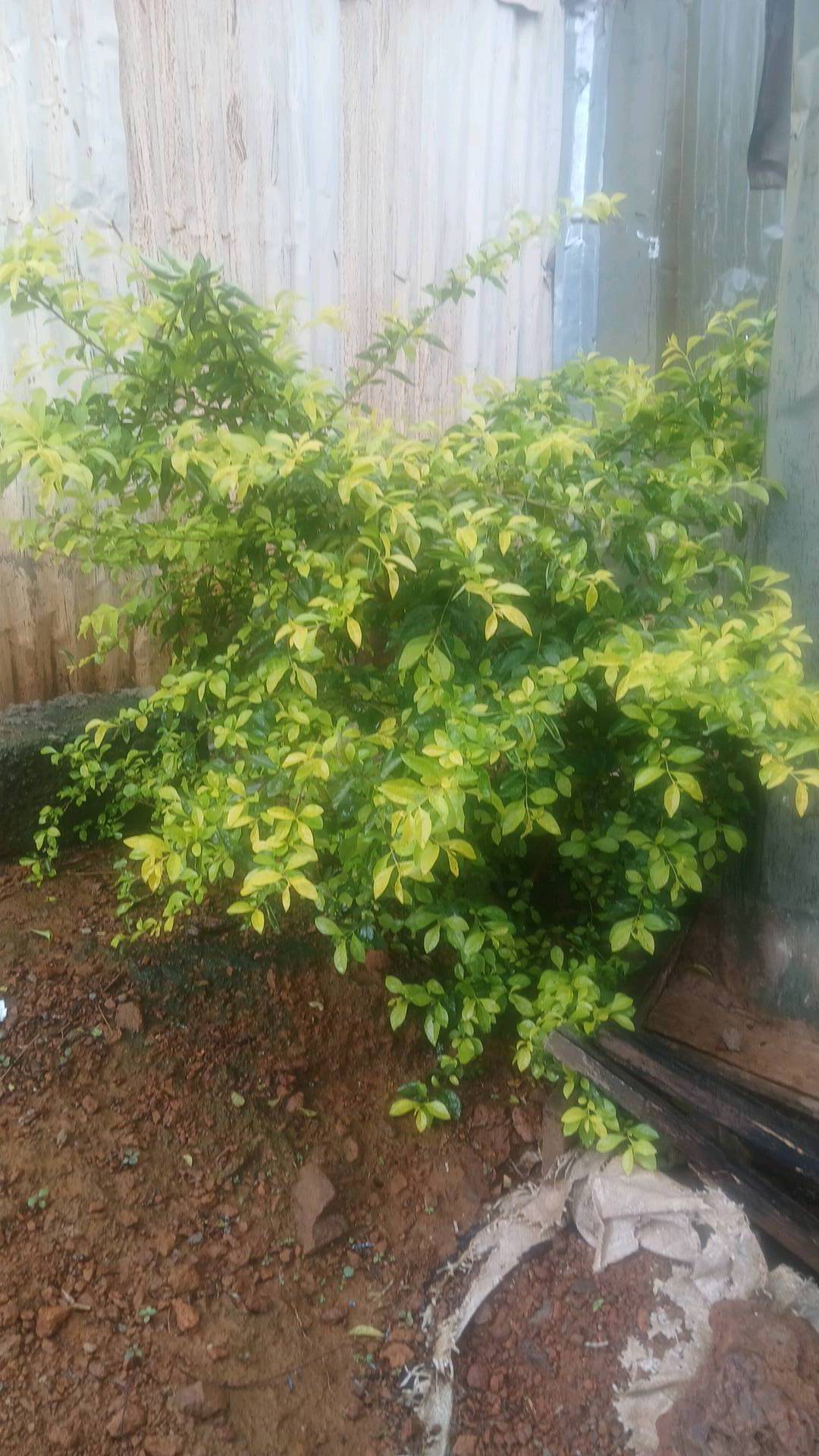 tree