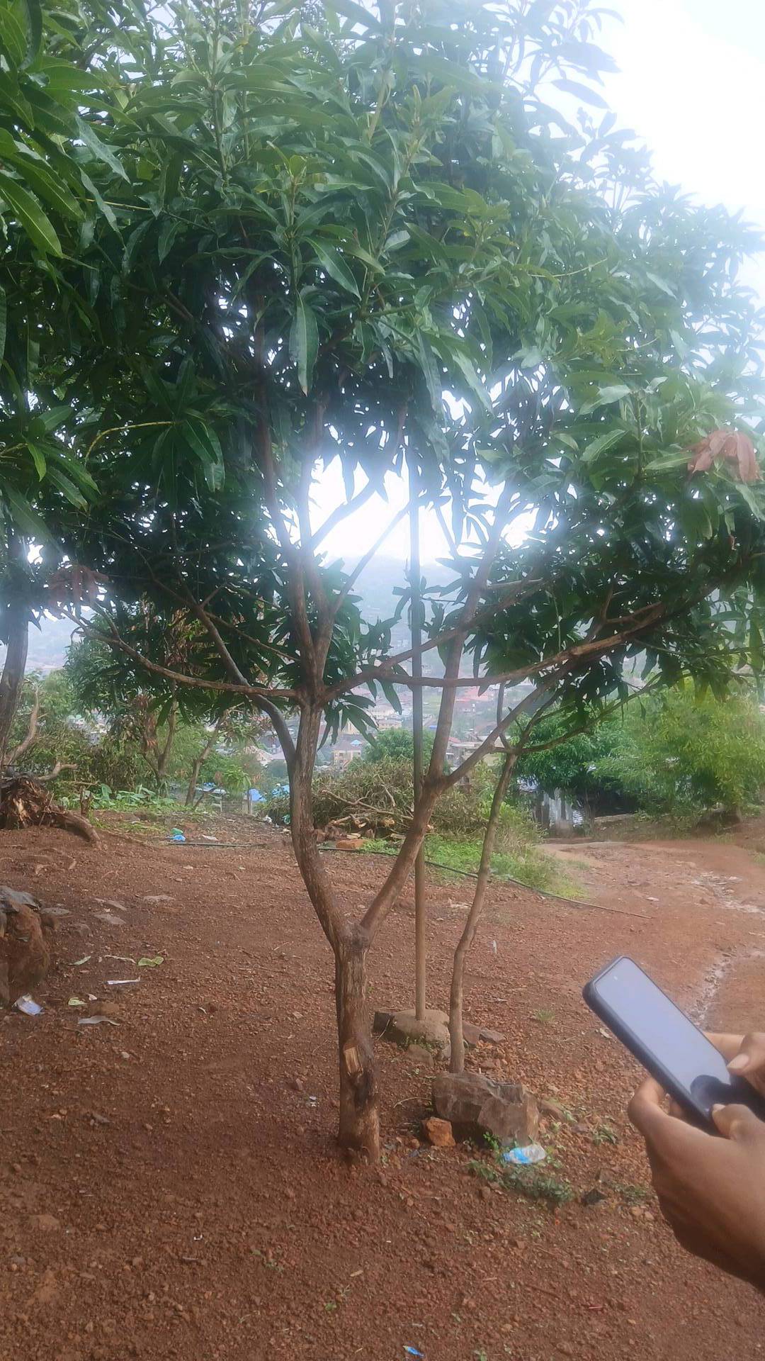 tree