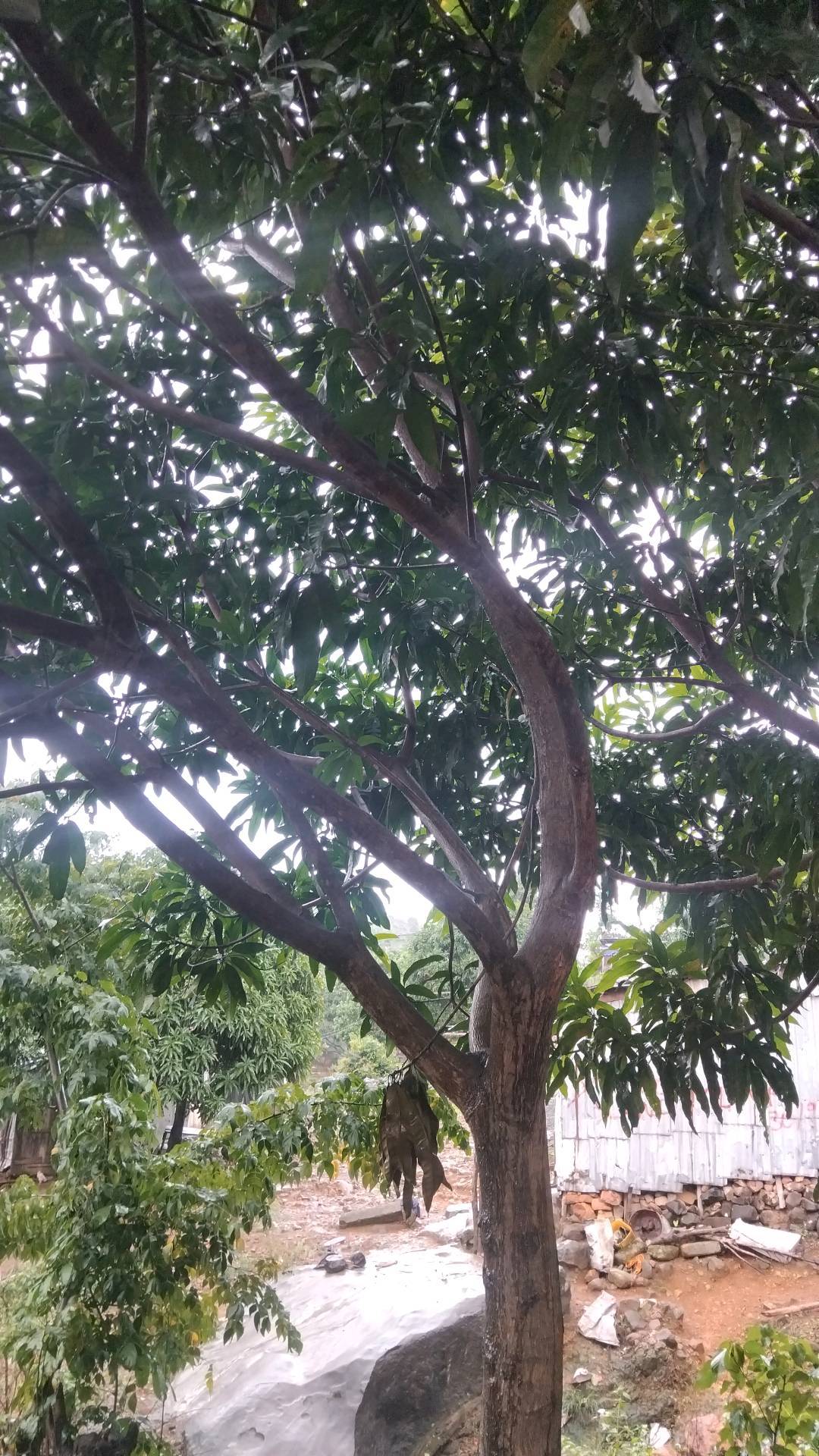 tree