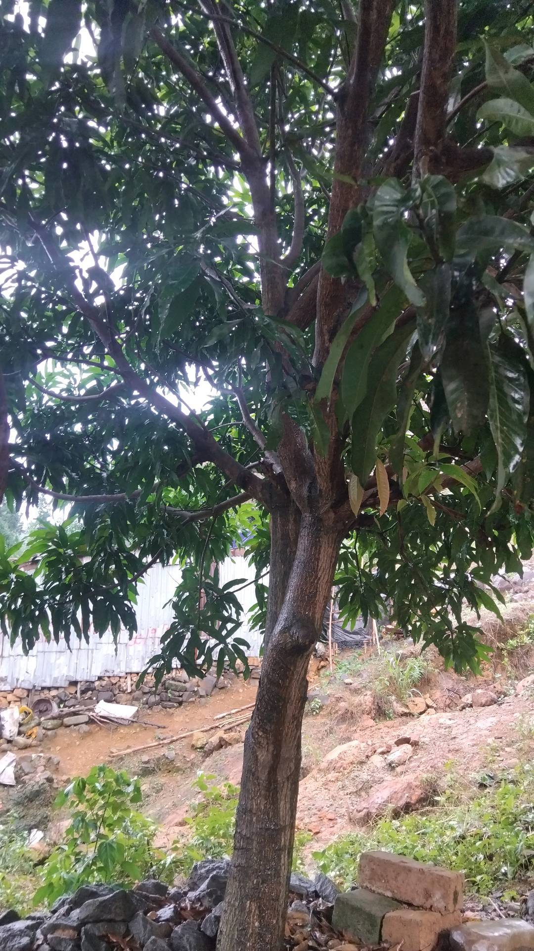 tree
