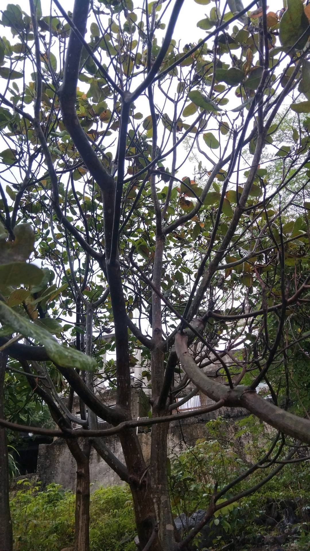 tree