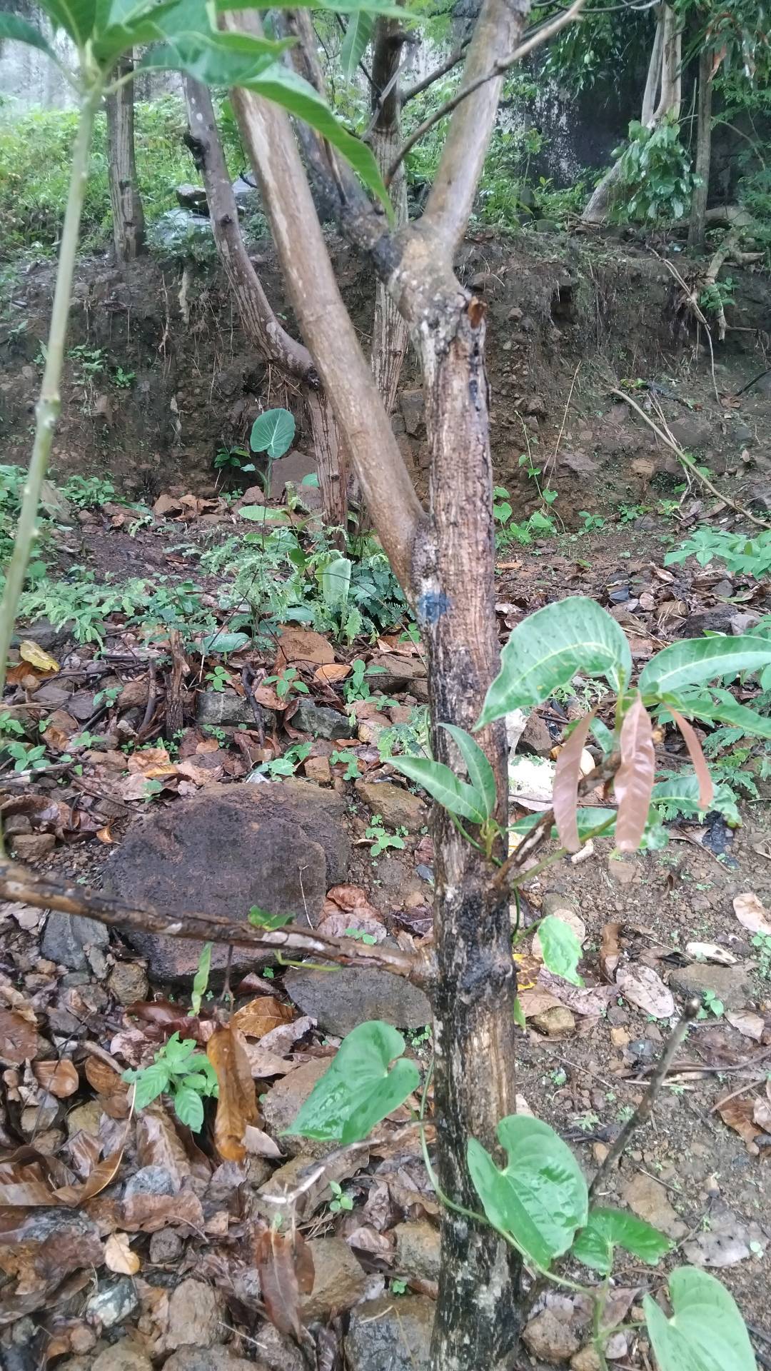 tree