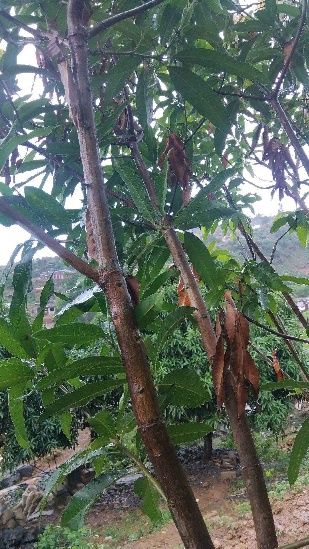 tree