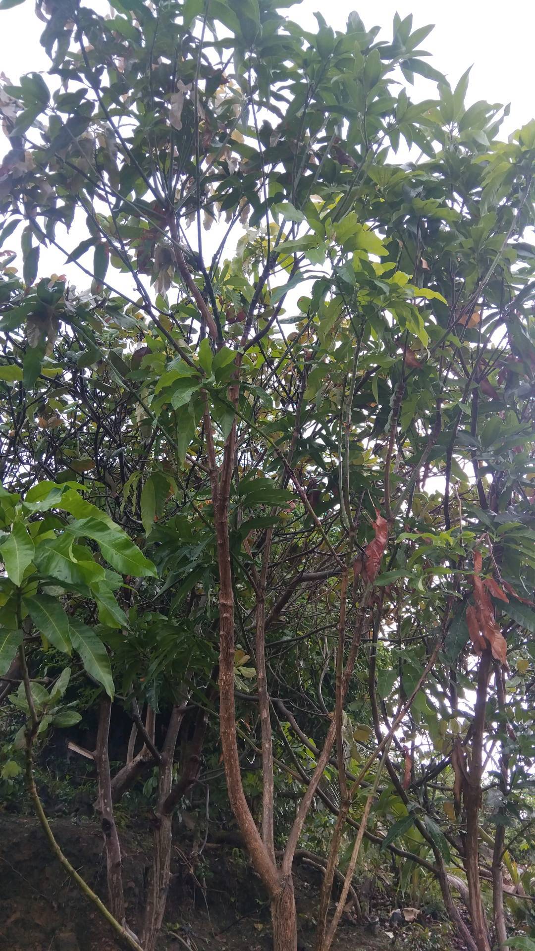 tree