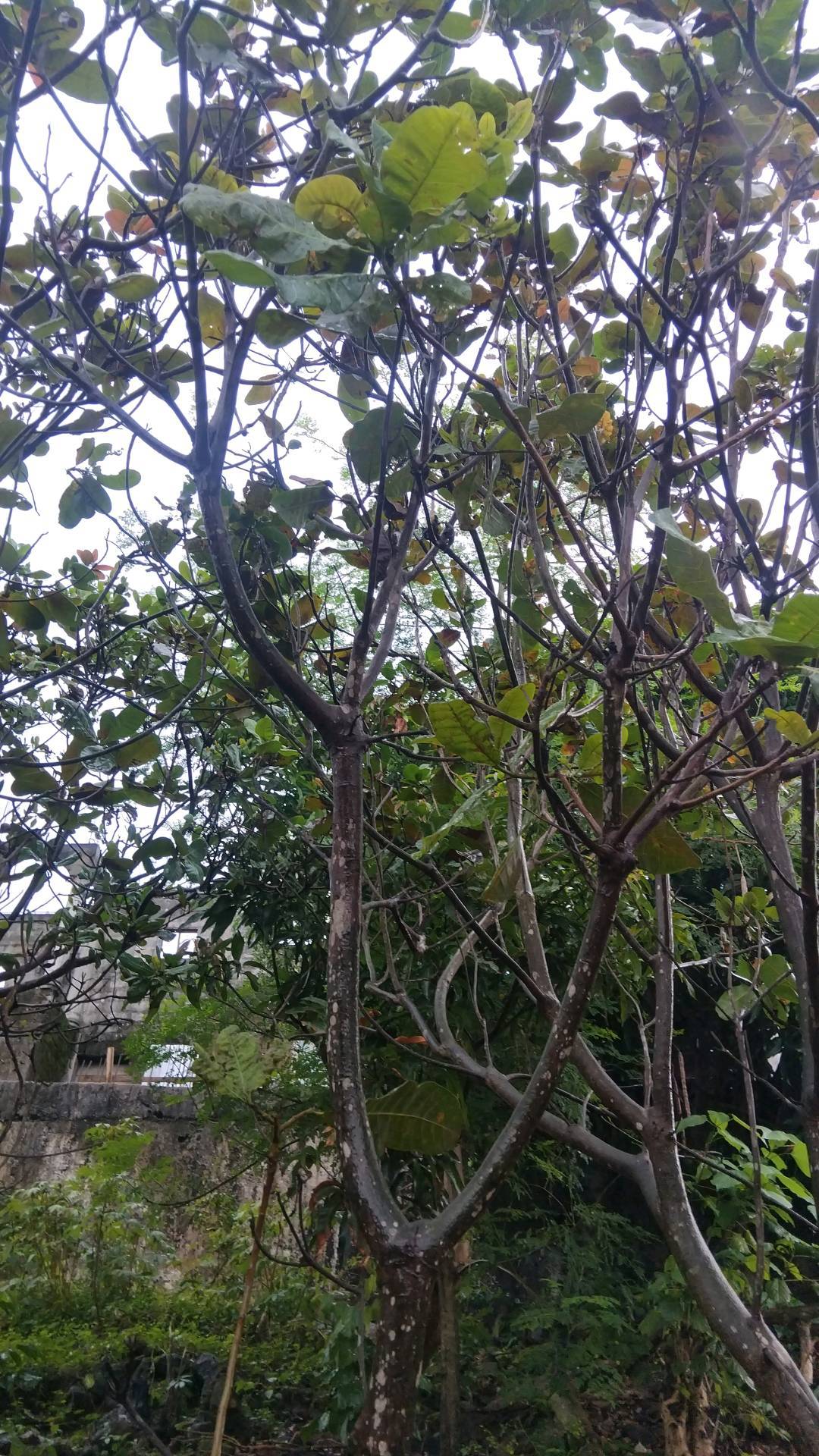 tree