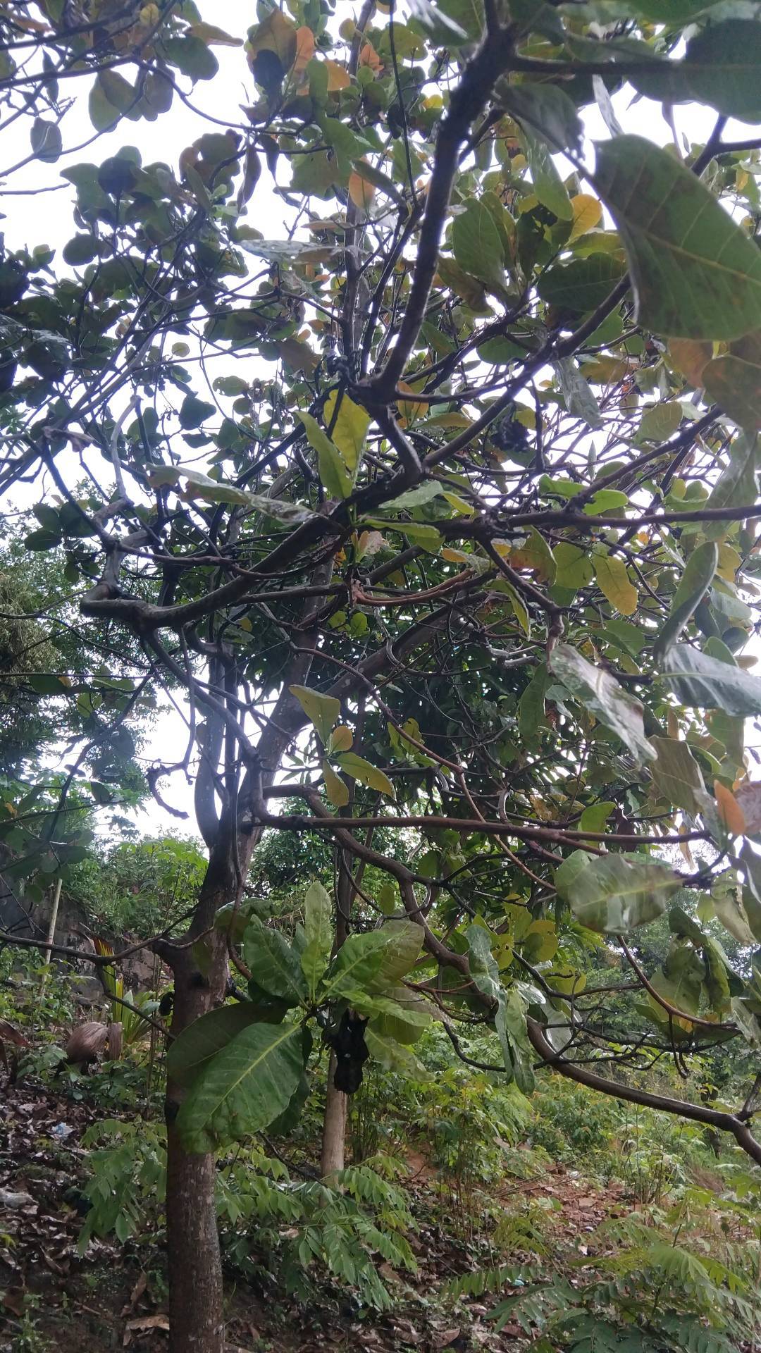 tree