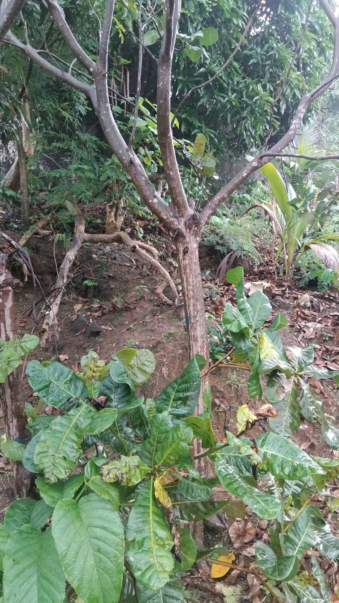 tree