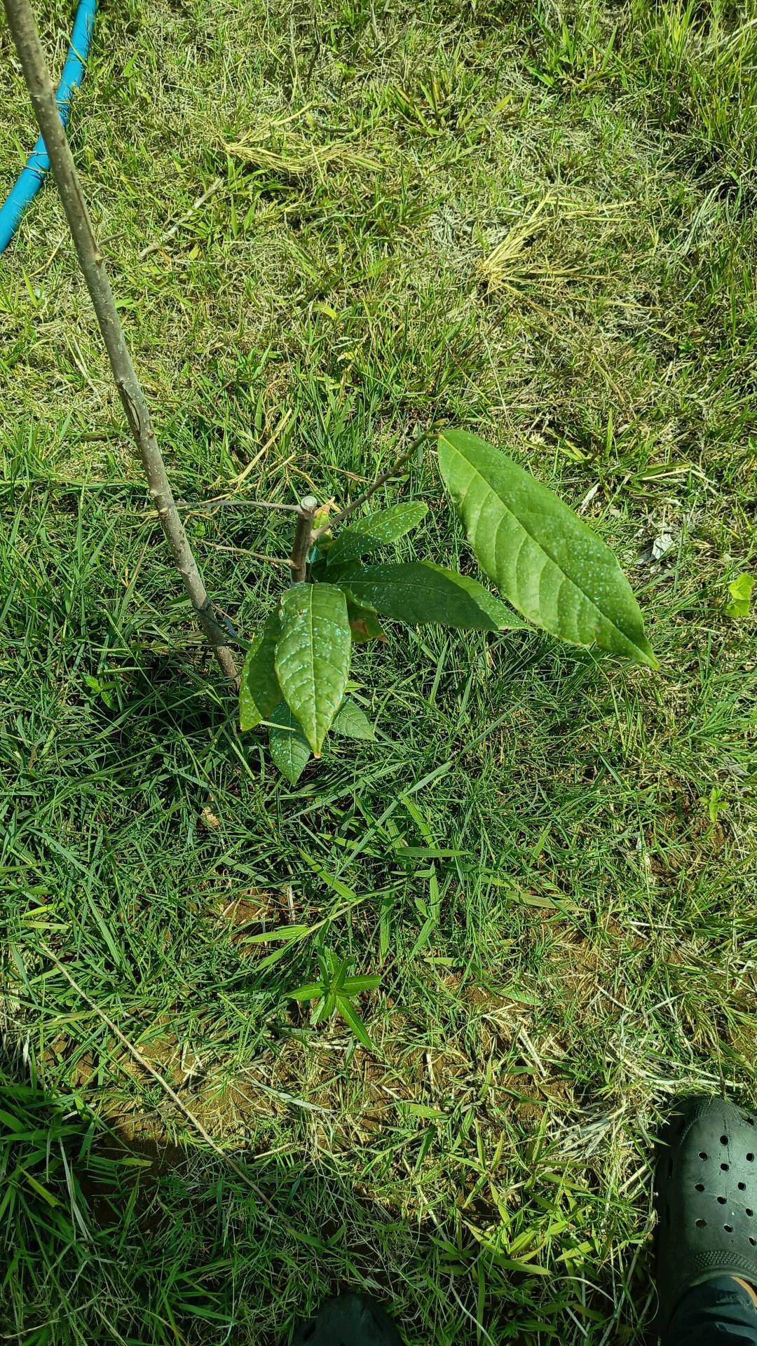 tree