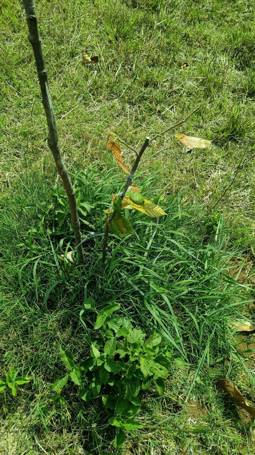 tree