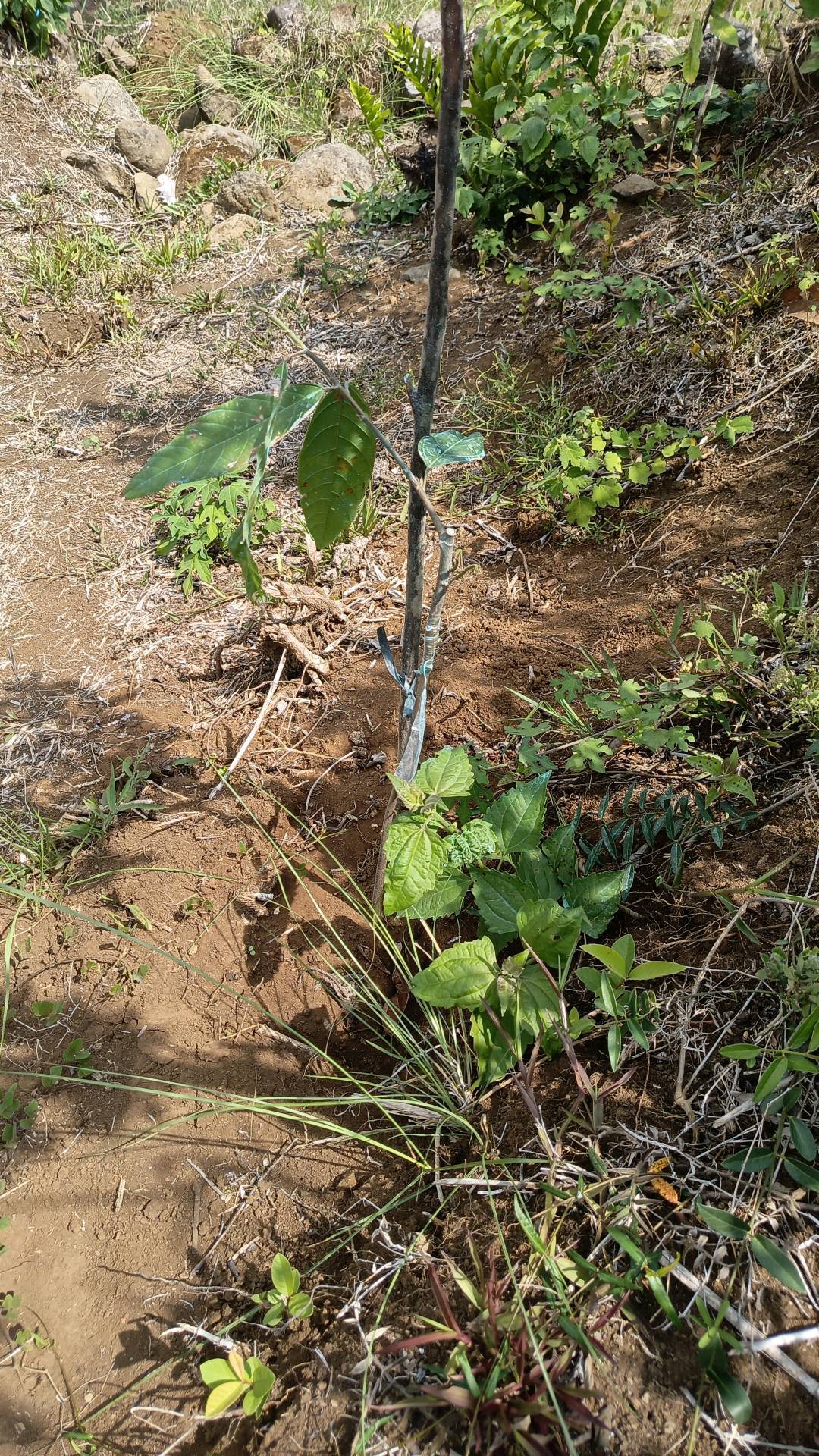 tree