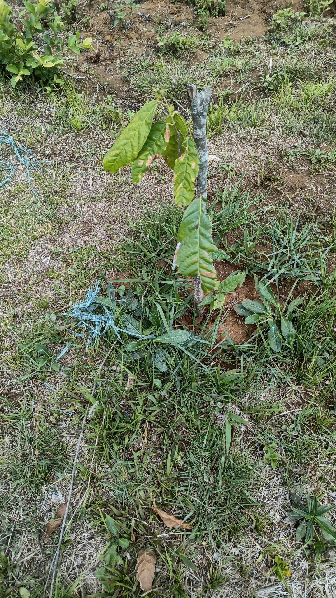 tree