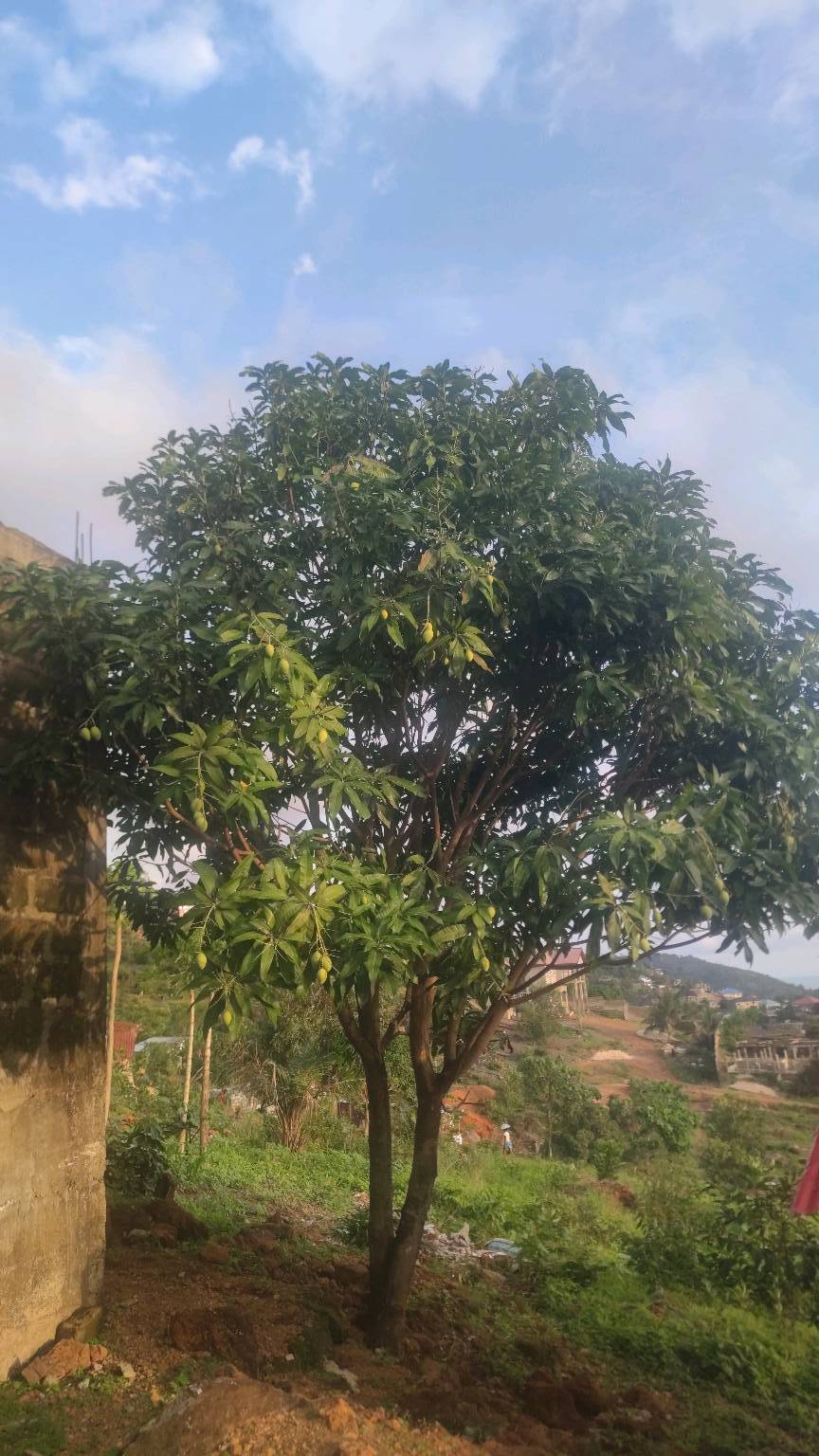 tree