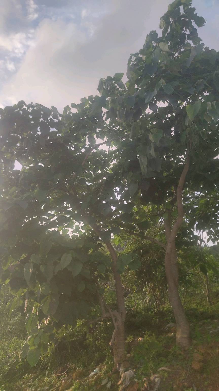 tree