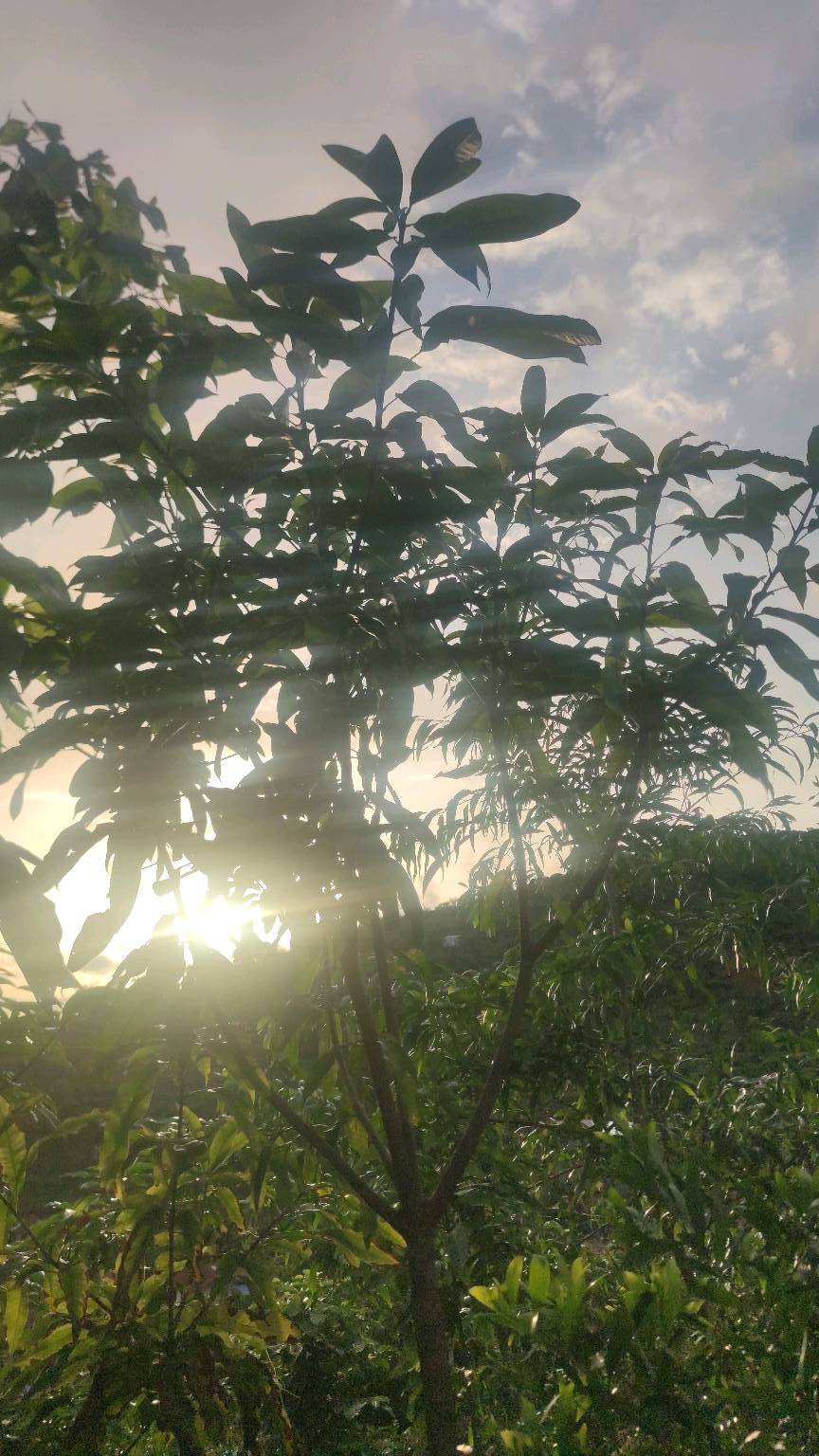 tree