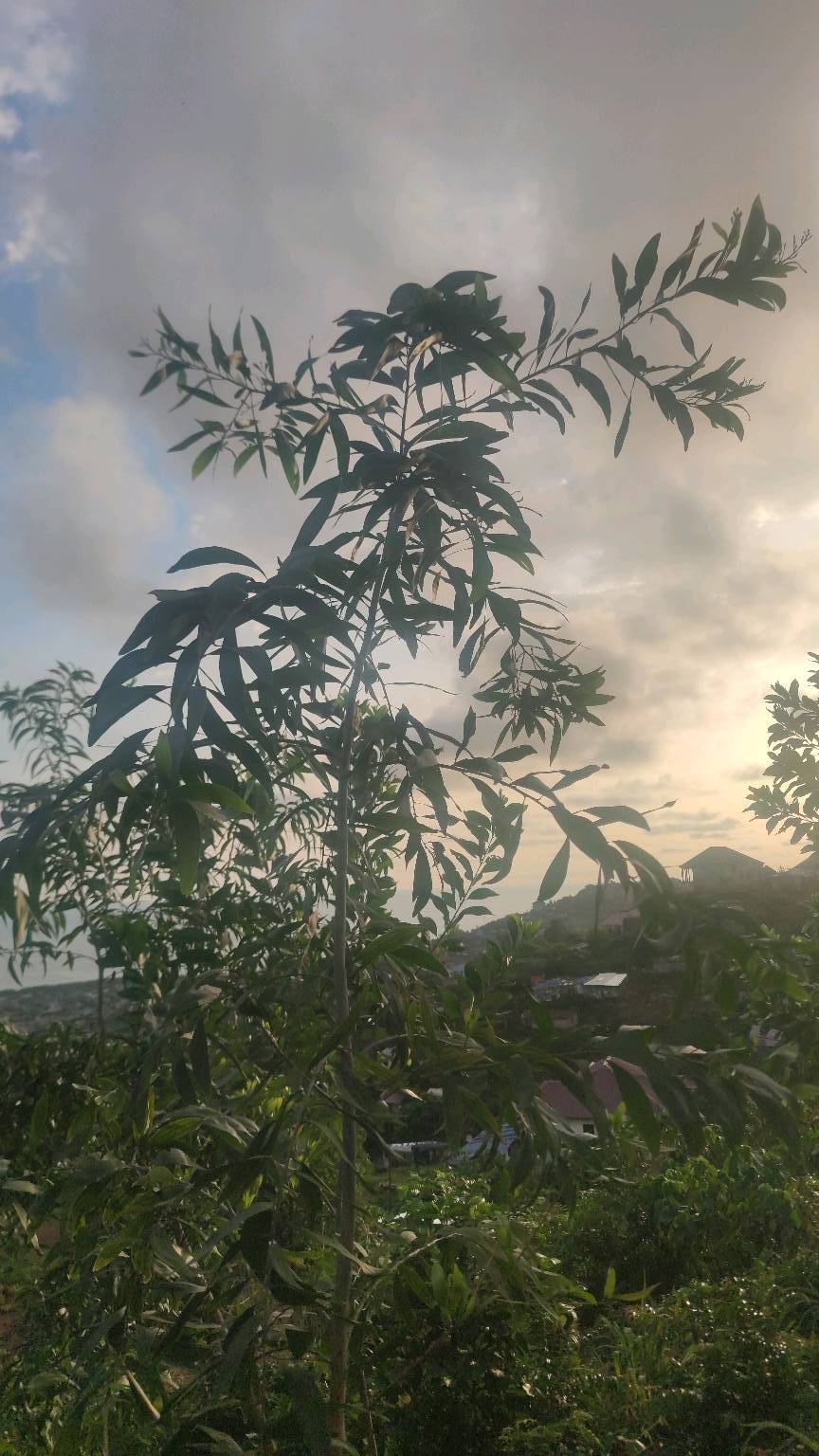 tree