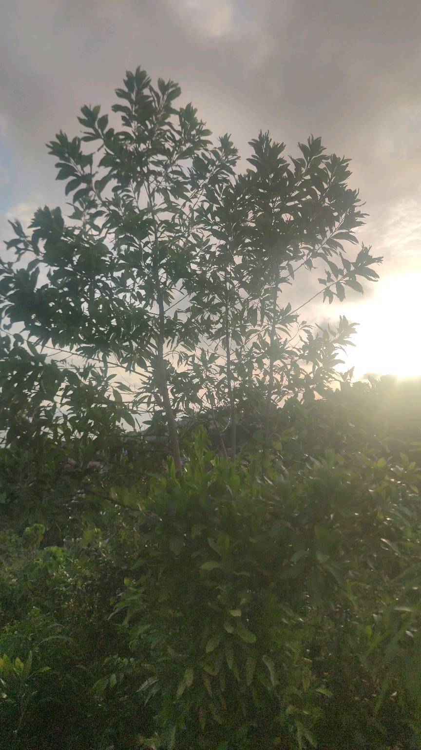 tree