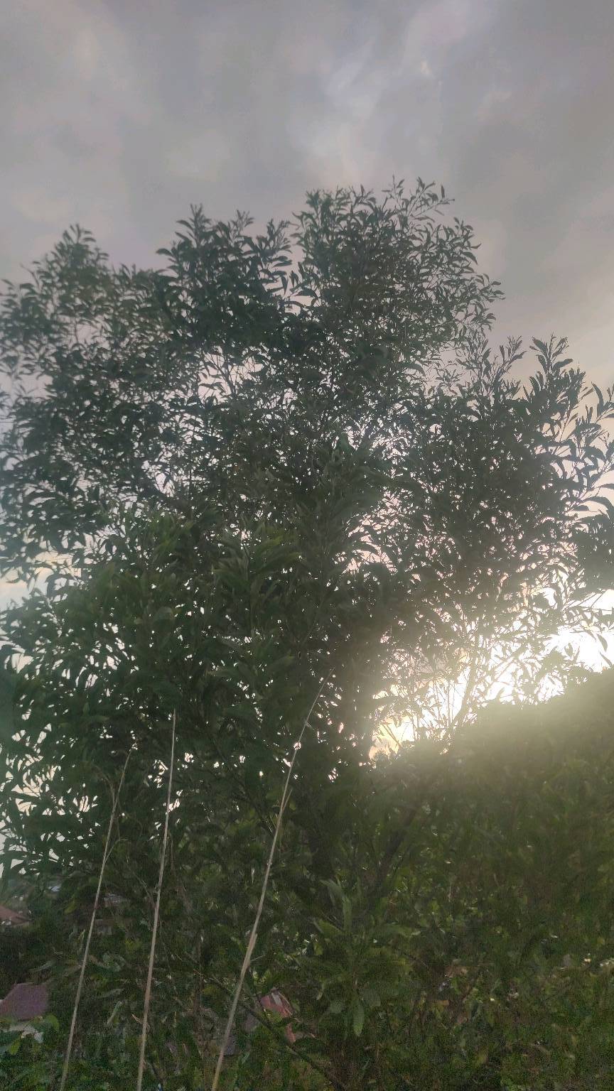 tree
