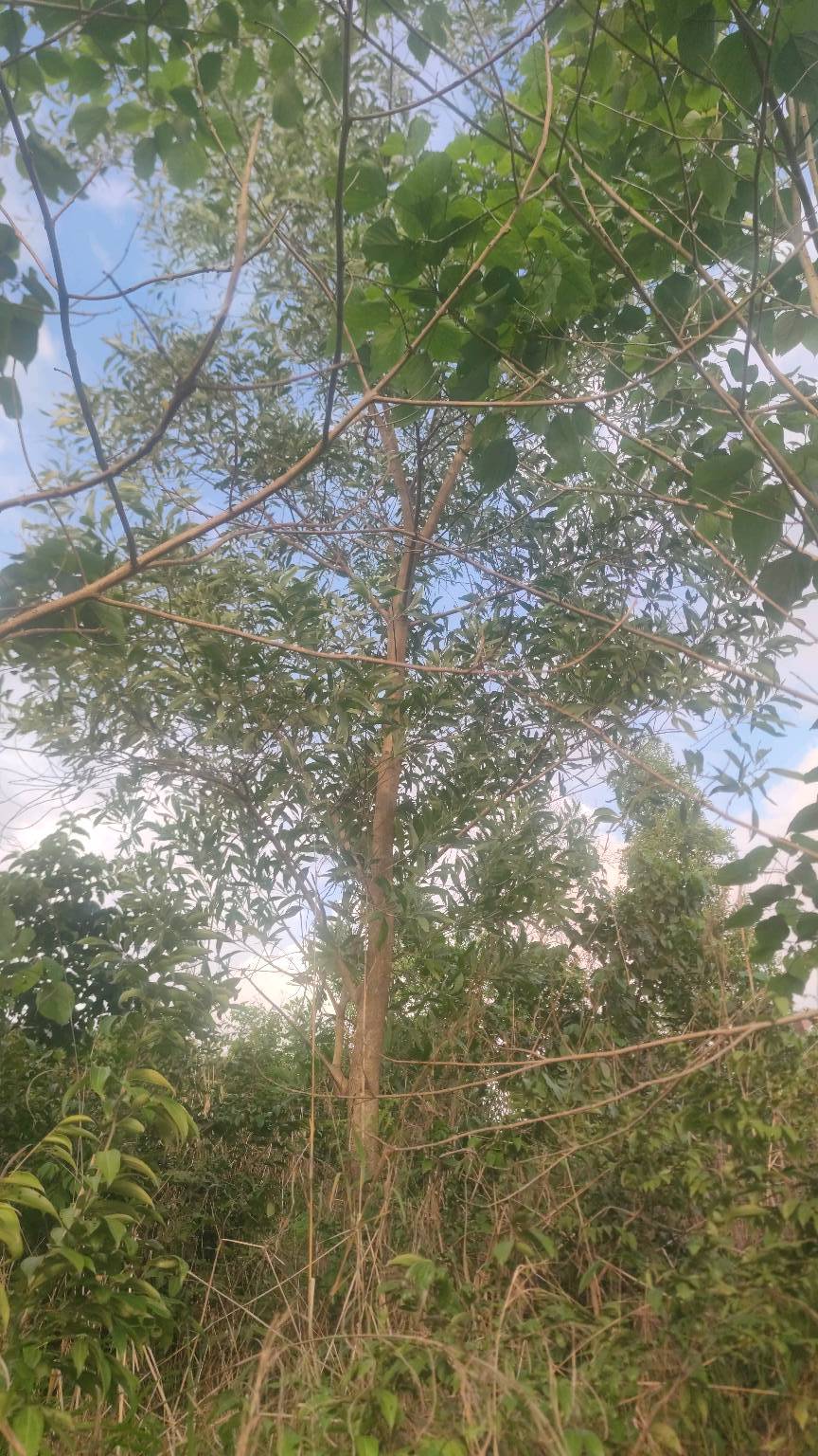 tree