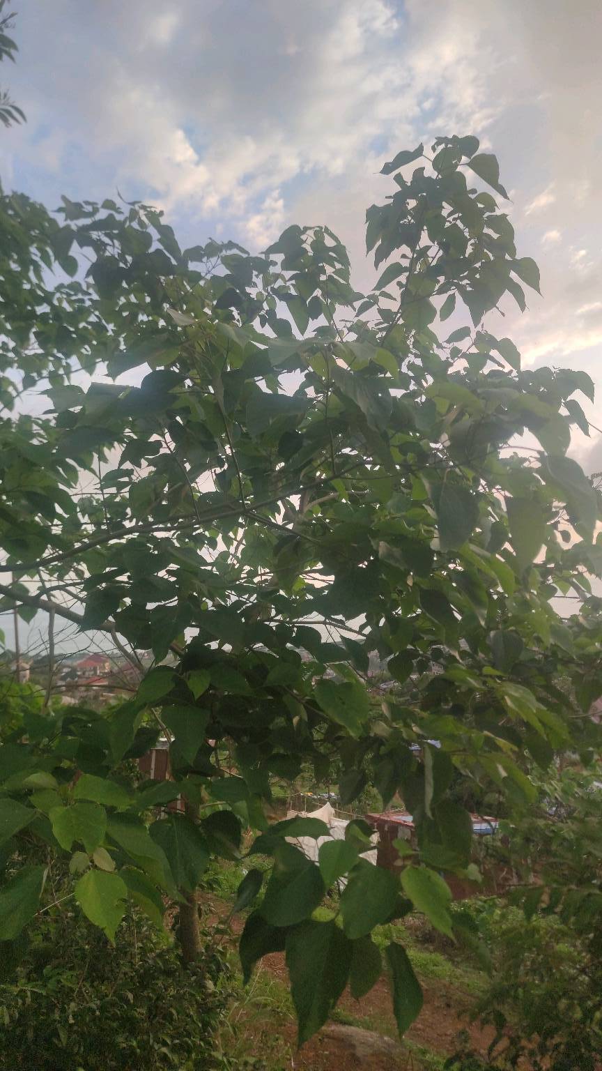 tree