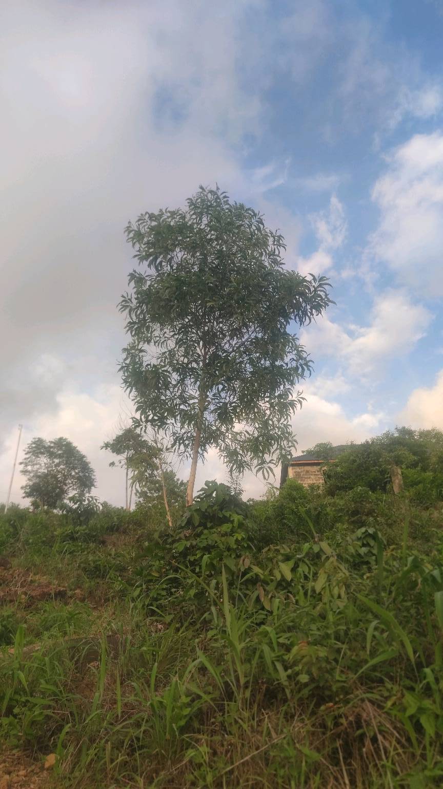 tree