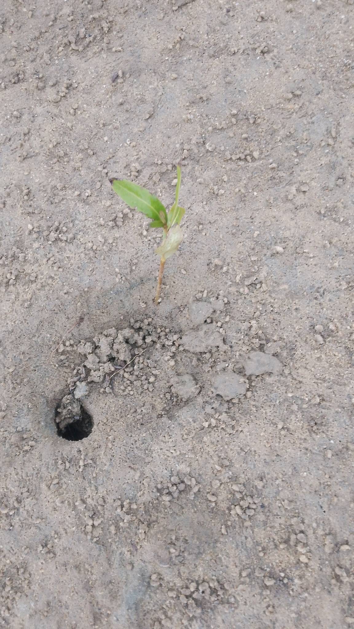 tree