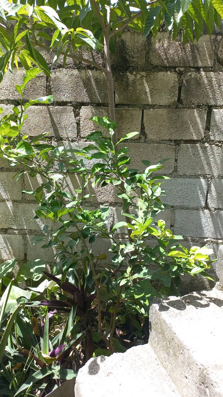 tree
