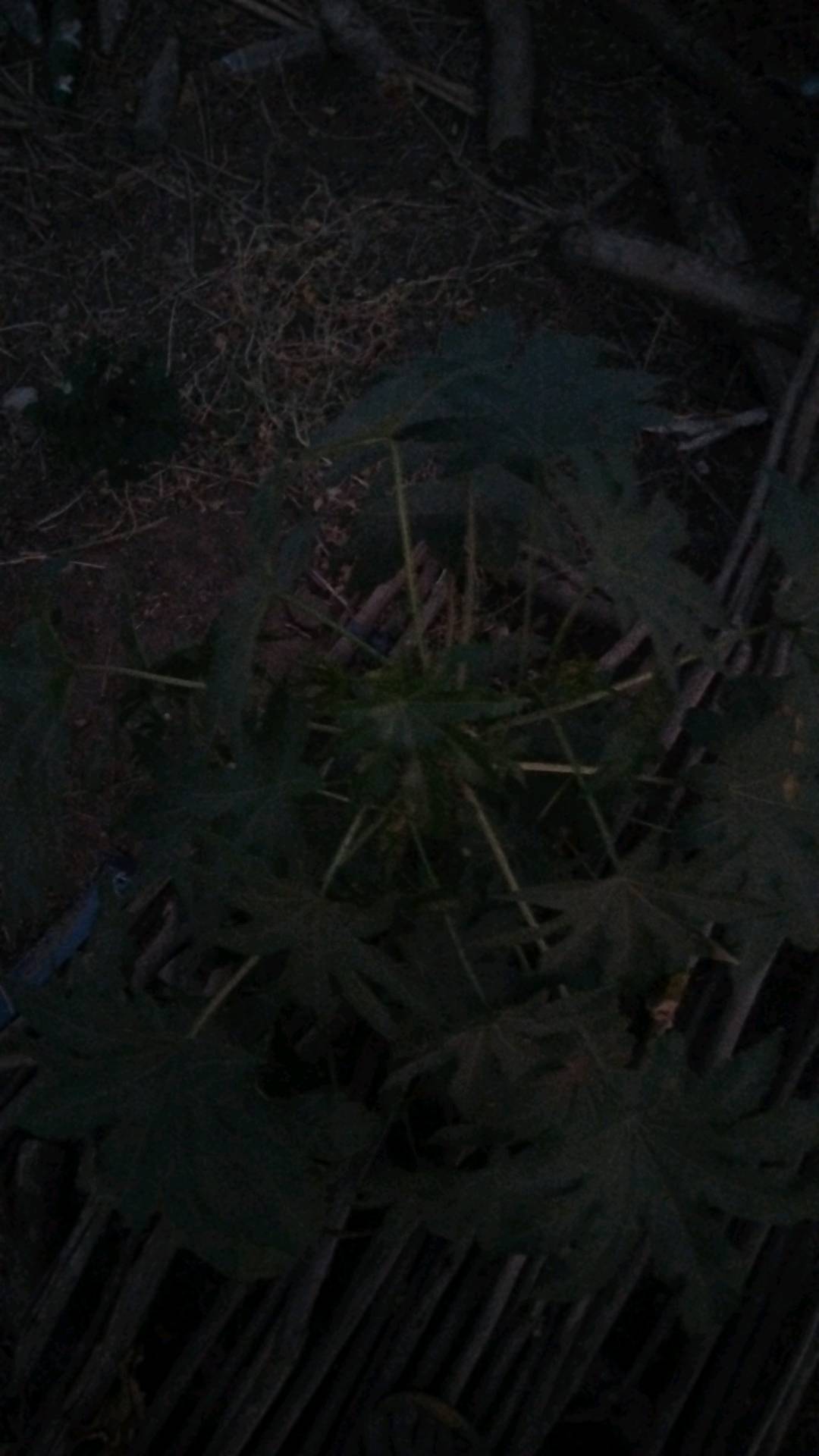 tree