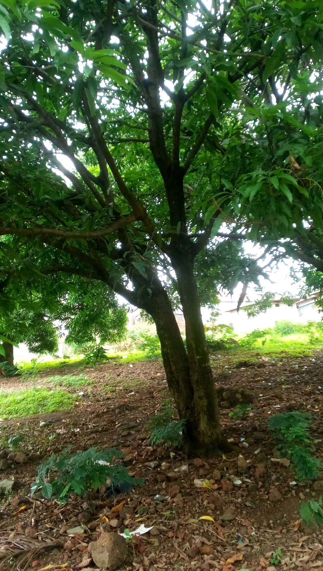 tree