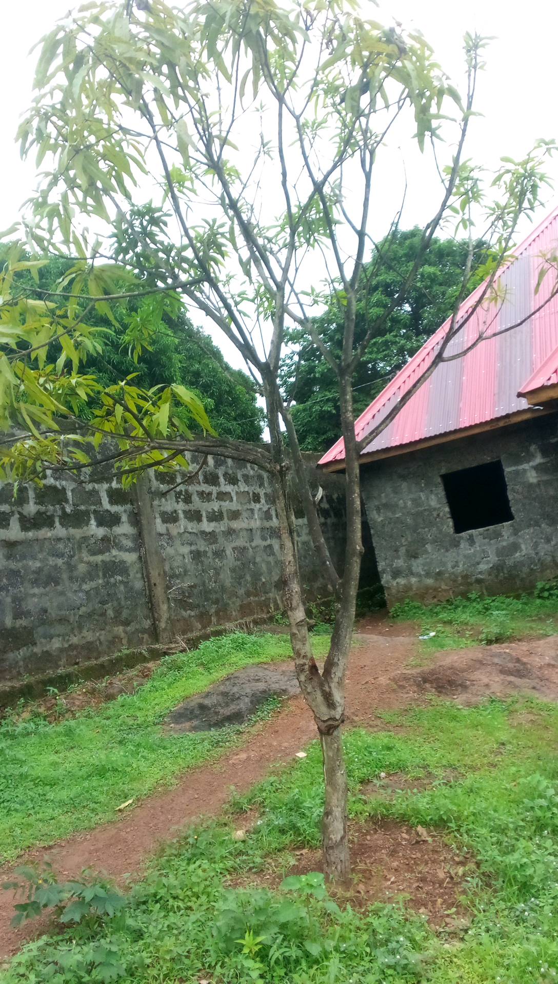 tree