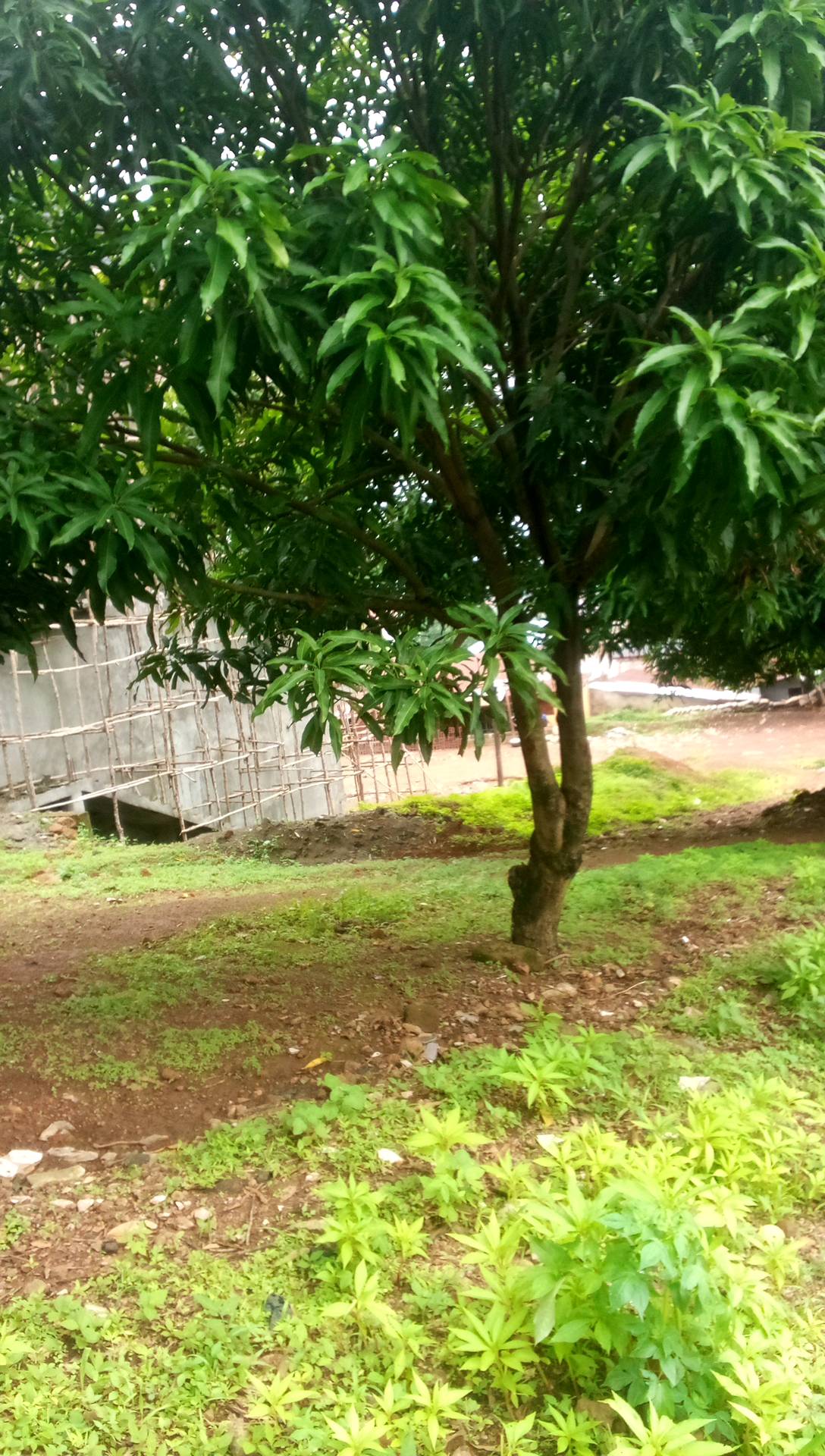 tree