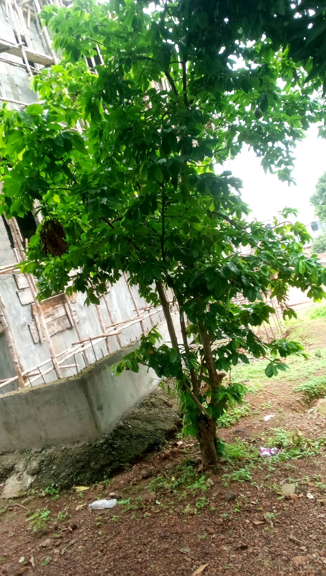 tree