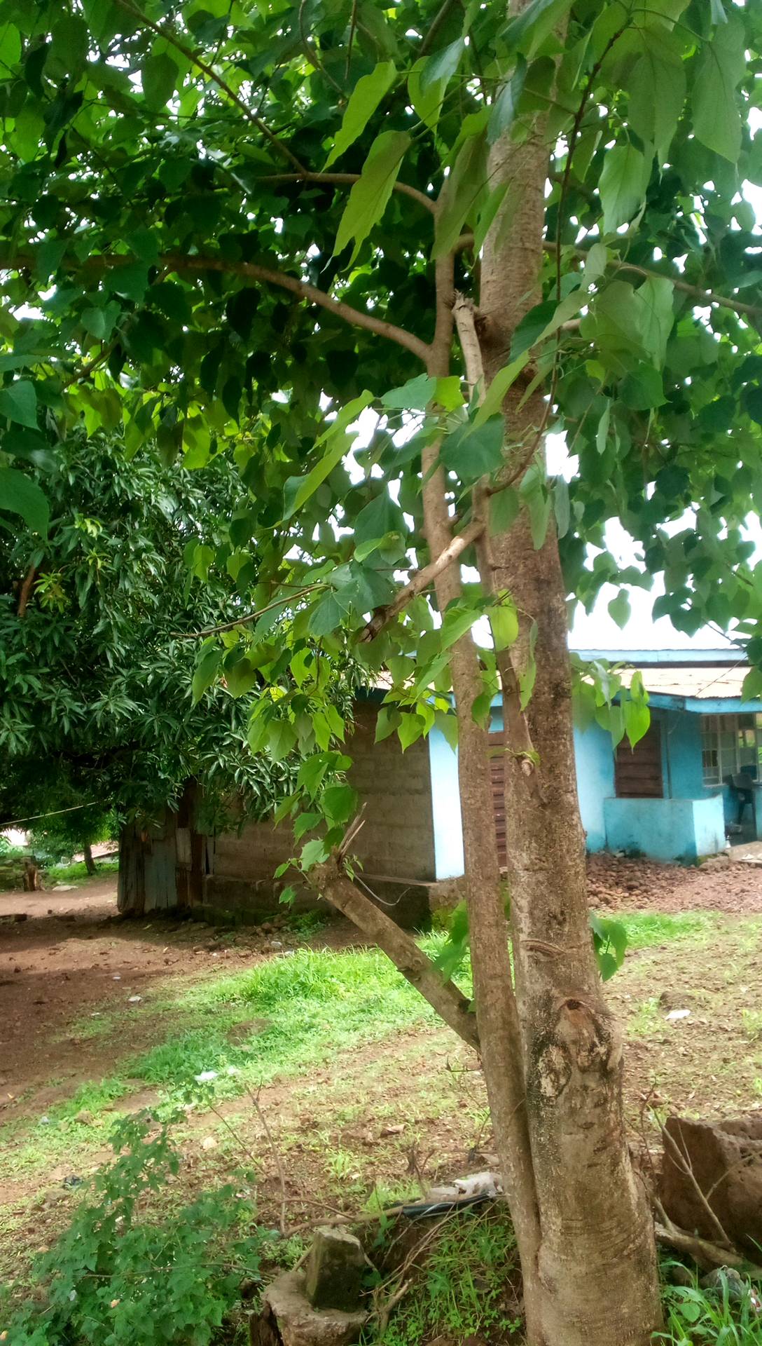 tree