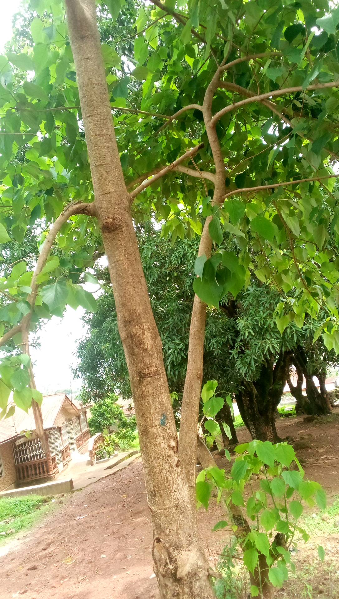 tree