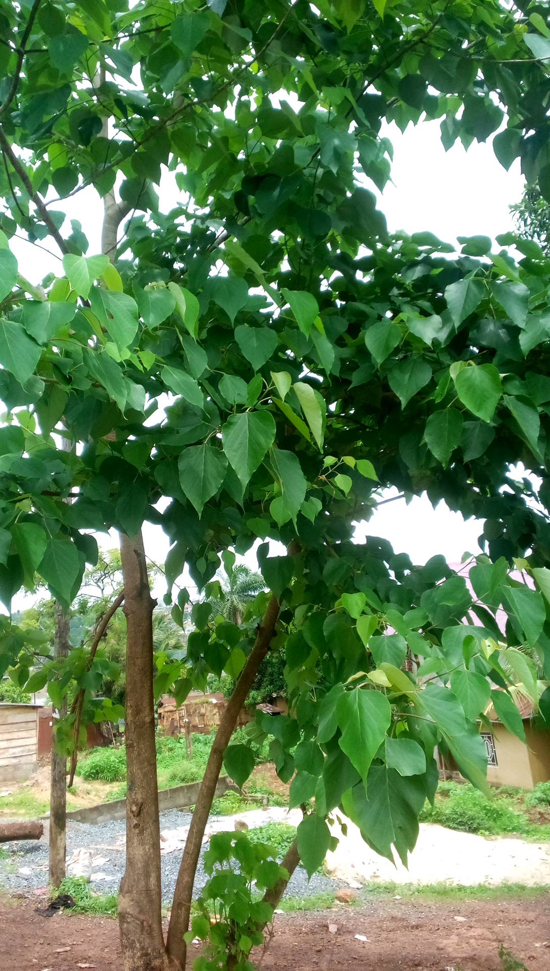 tree
