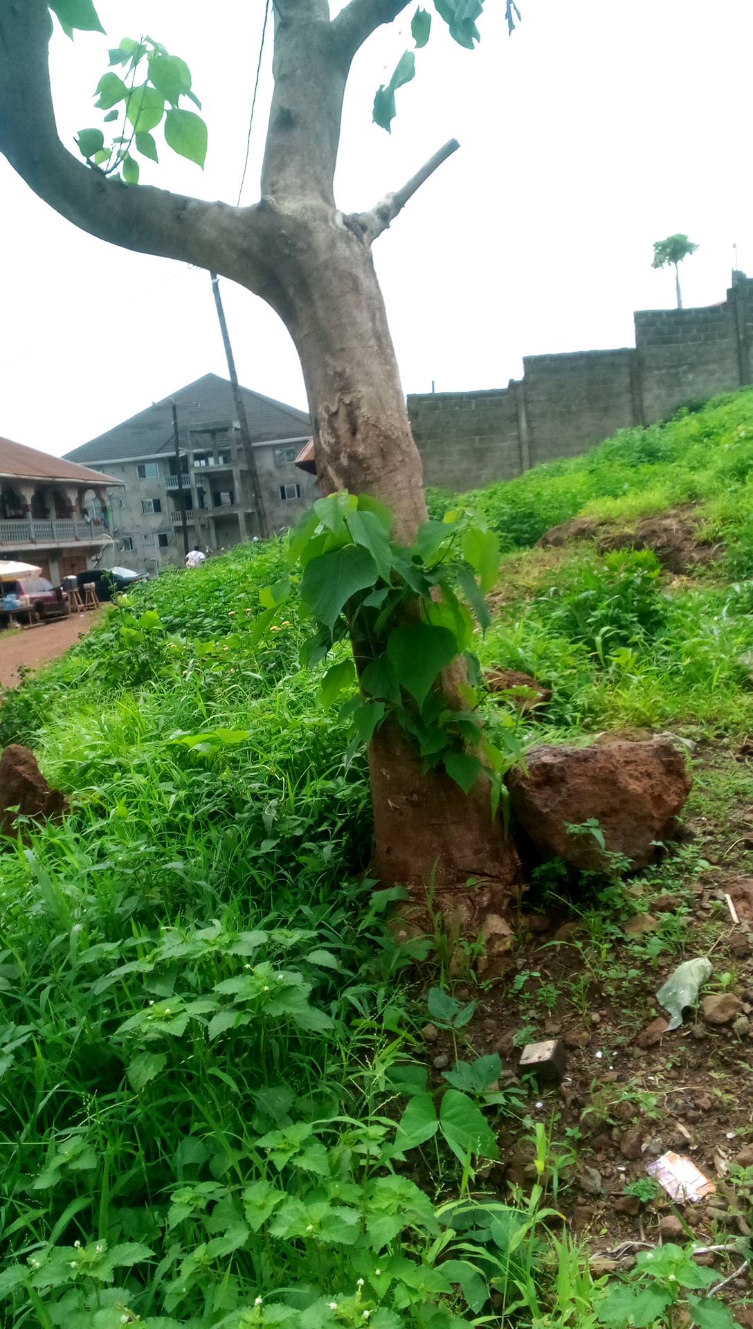 tree