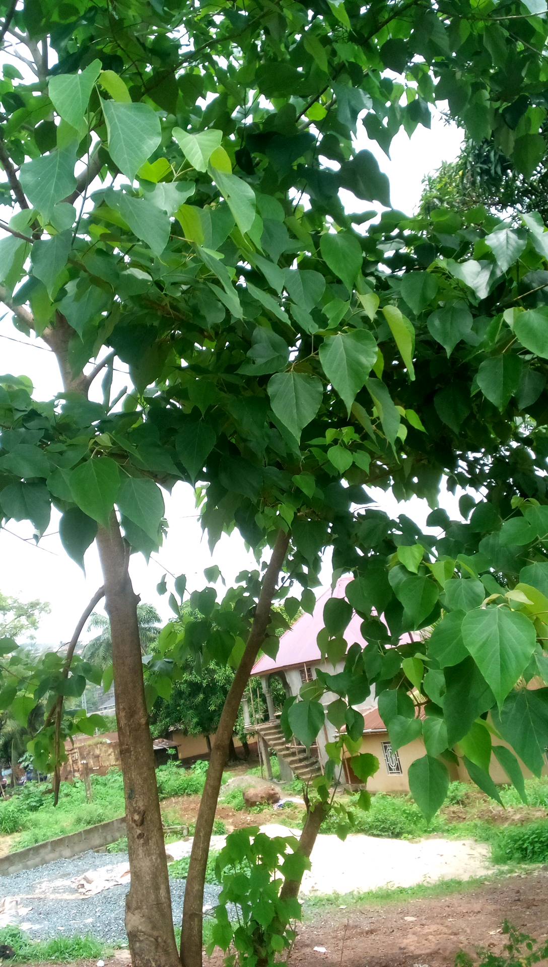 tree