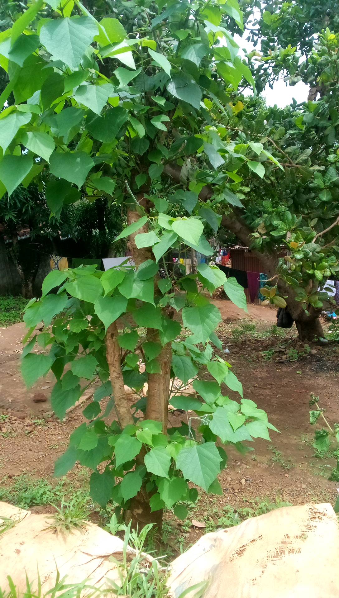 tree