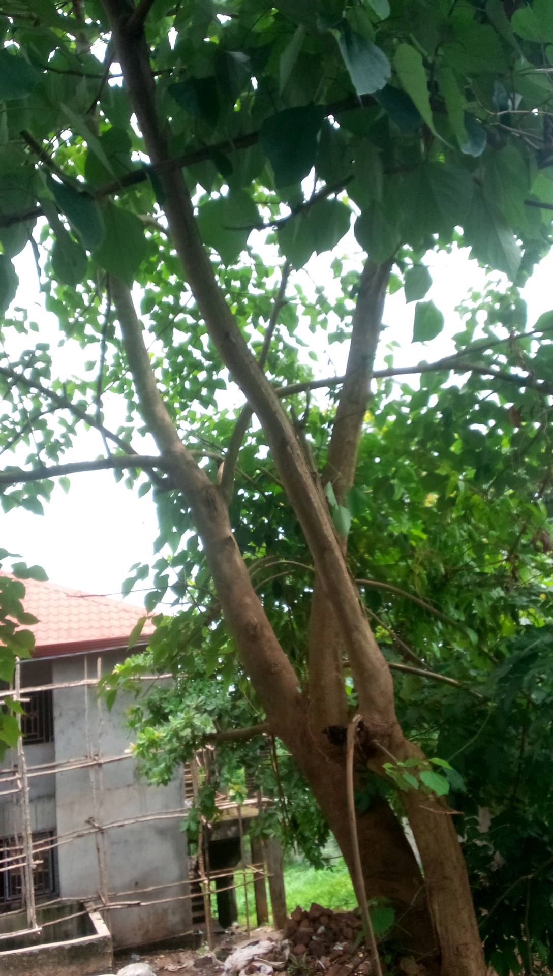 tree