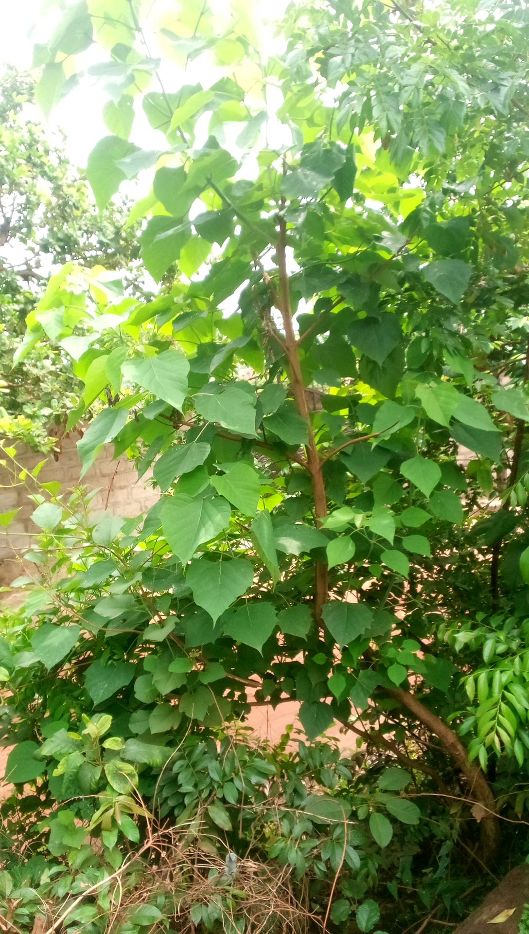 tree