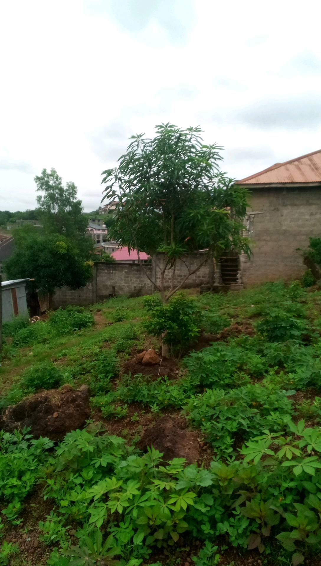 tree