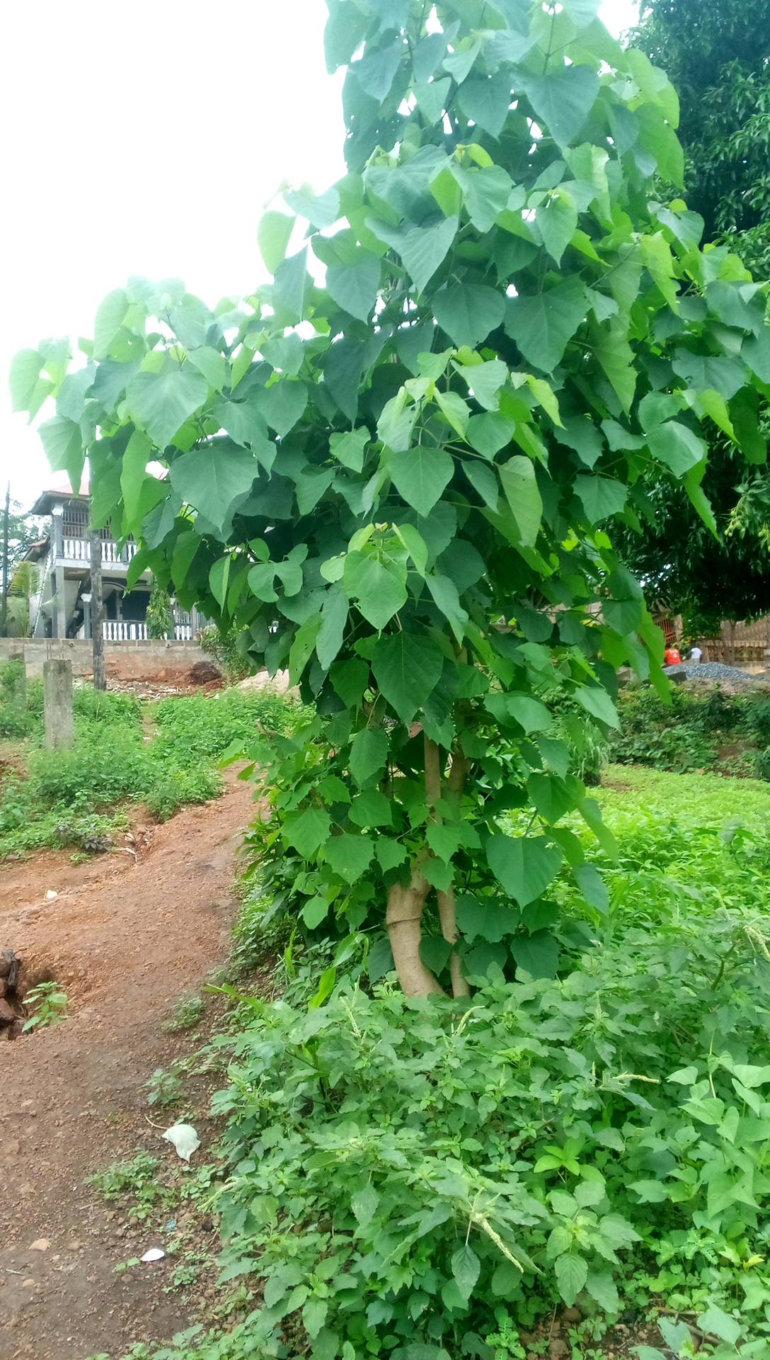 tree