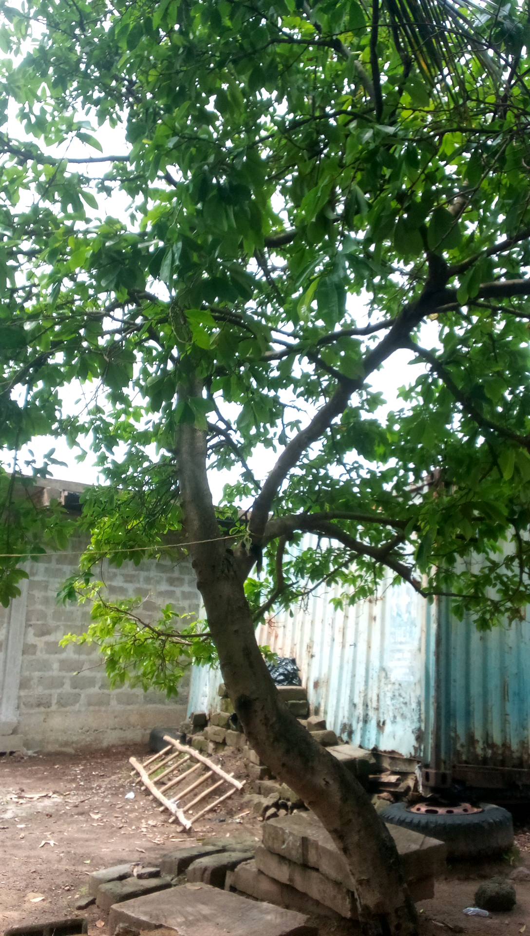 tree
