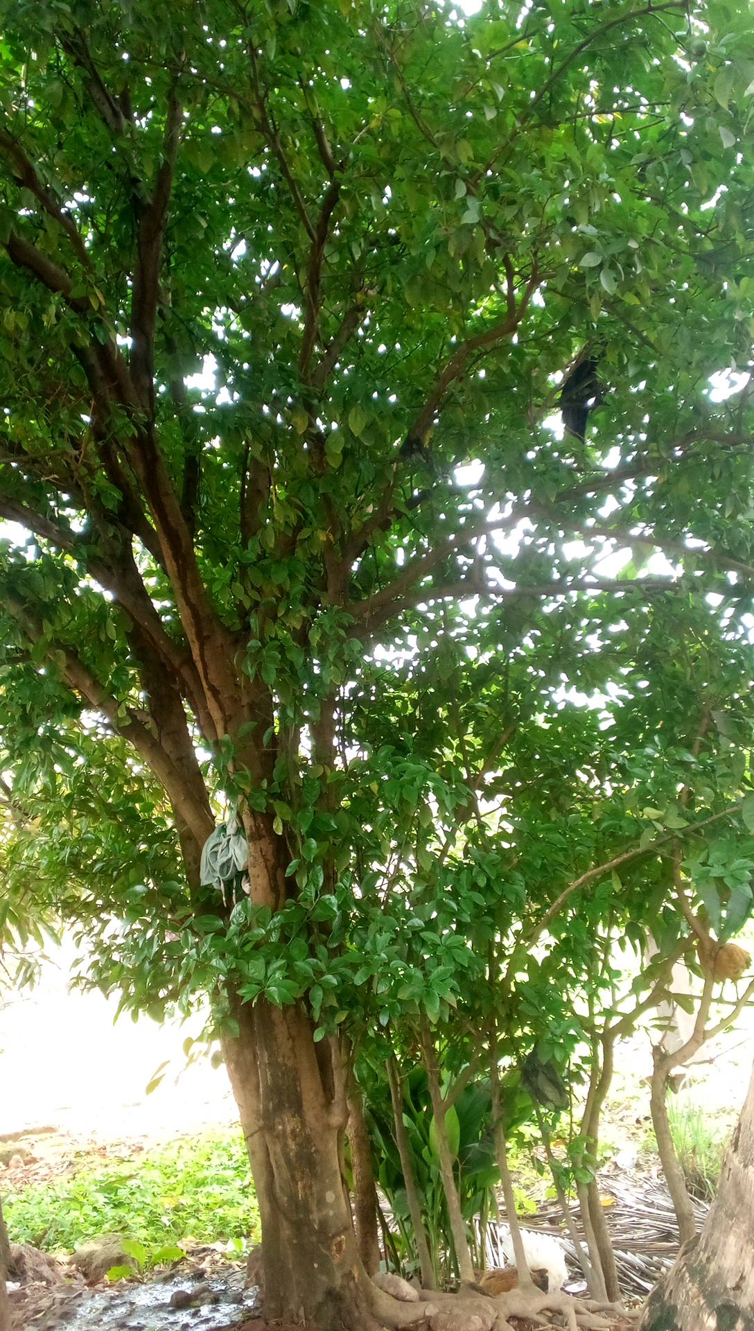 tree