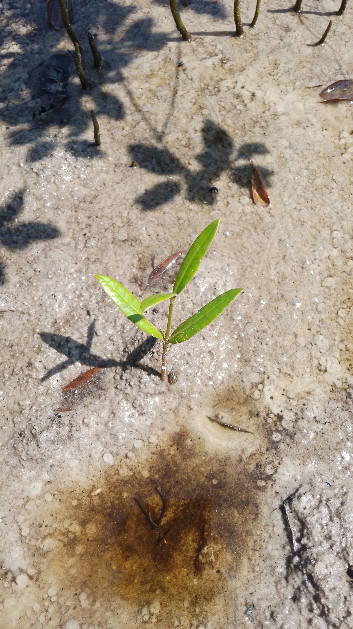 tree