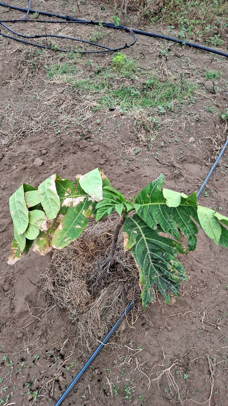 tree