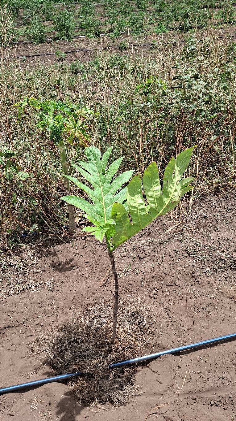 tree