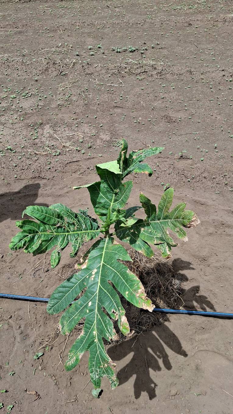 tree
